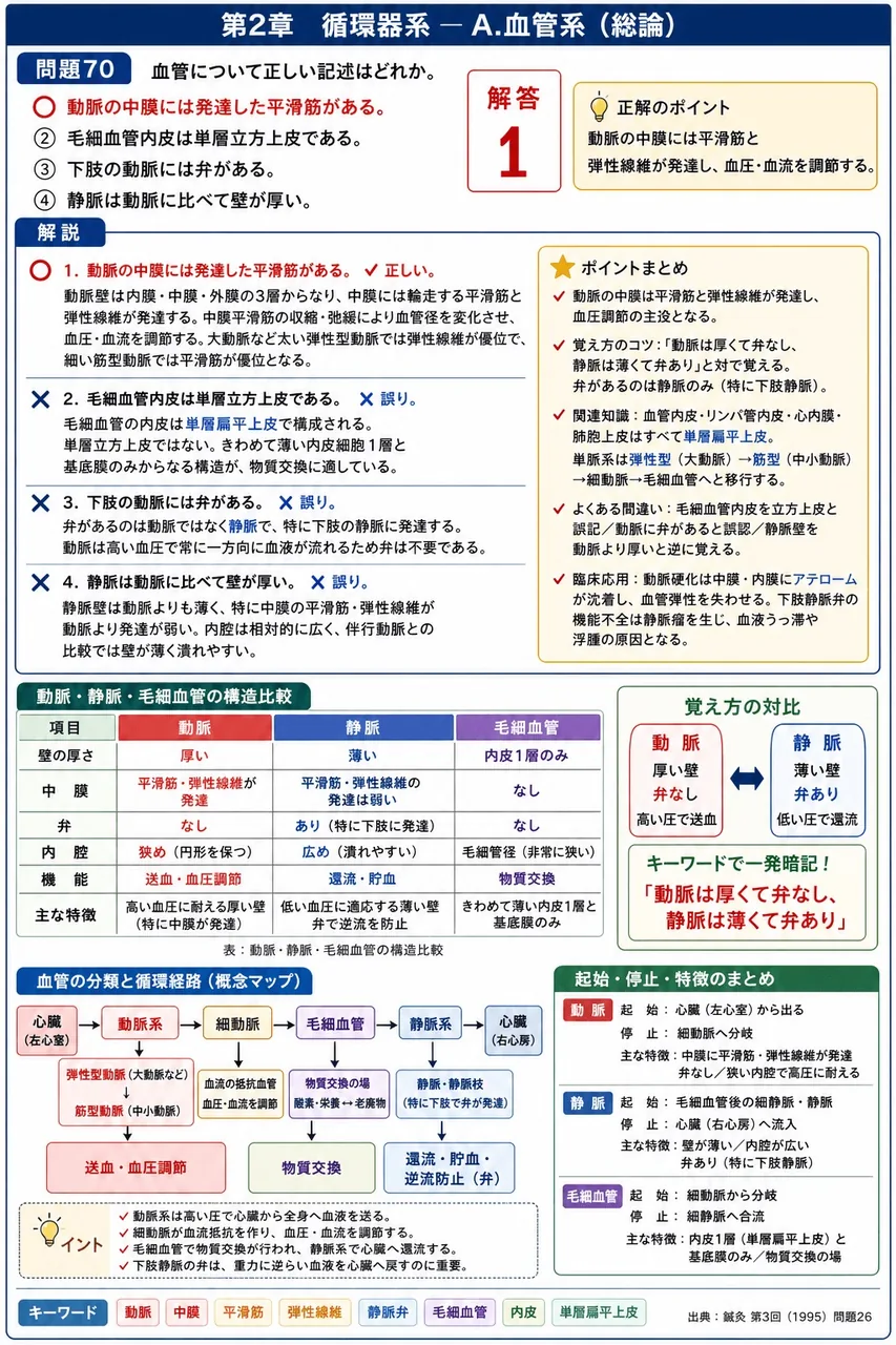 鍼灸 第3回(1995) 問題26｜血管について正しい記述はどれか。 解説図