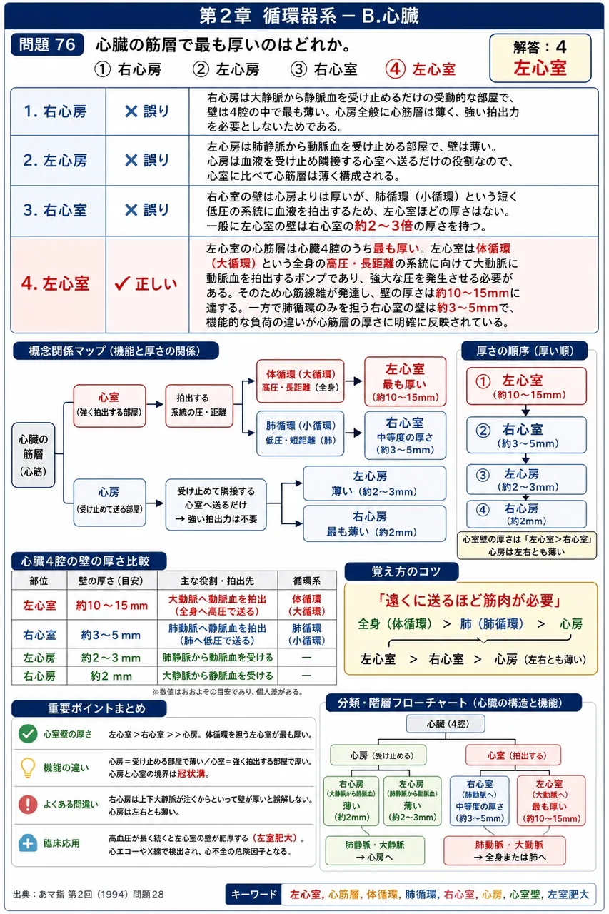 あマ指 第2回(1994) 問題28｜心臓の筋層で最も厚いのはどれか。 解説図