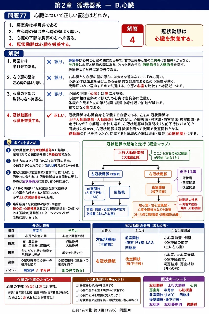 あマ指 第3回(1995) 問題30｜心臓について正しい記述はどれか。 解説図
