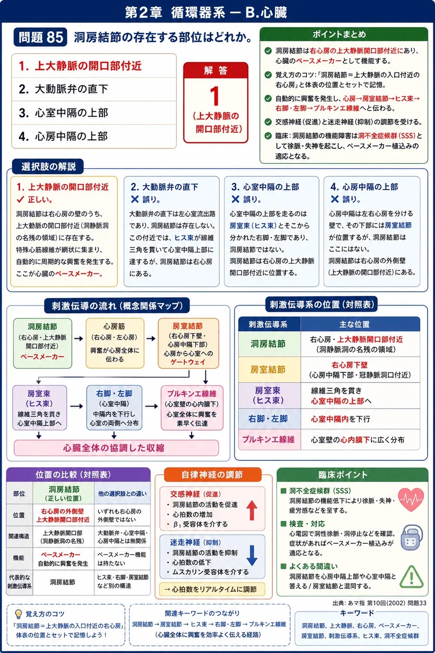 あマ指 第10回(2002) 問題33｜洞房結節の存在する部位はどれか。 解説図