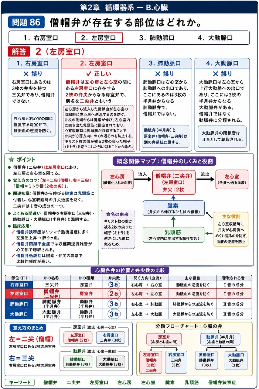 あマ指 第11回(2003) 問題30｜僧帽弁が存在する部位はどれか。 解説図