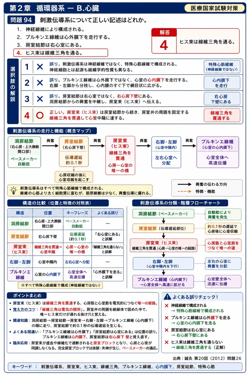 鍼灸 第20回(2012) 問題26|刺激伝導系について正しい記述はどれか。 解説図