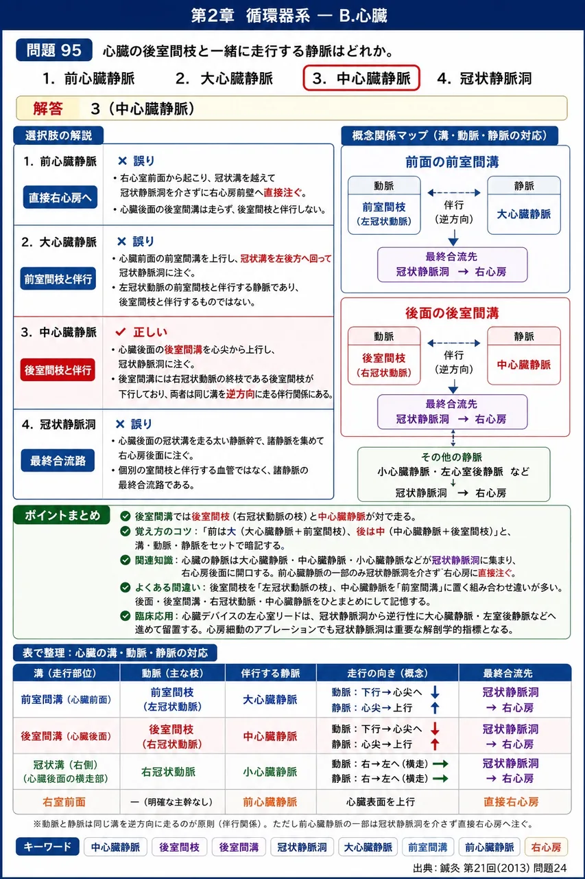 鍼灸 第21回(2013) 問題24|心臓の後室間枝と一緒に走行する静脈はどれか。 解説図
