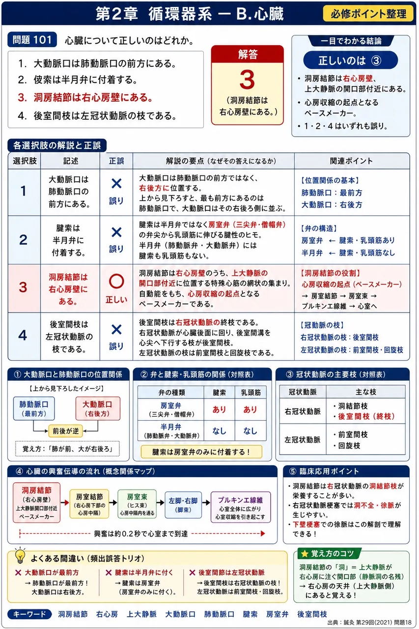 鍼灸 第29回(2021) 問題18｜心臓について正しいのはどれか。 解説図