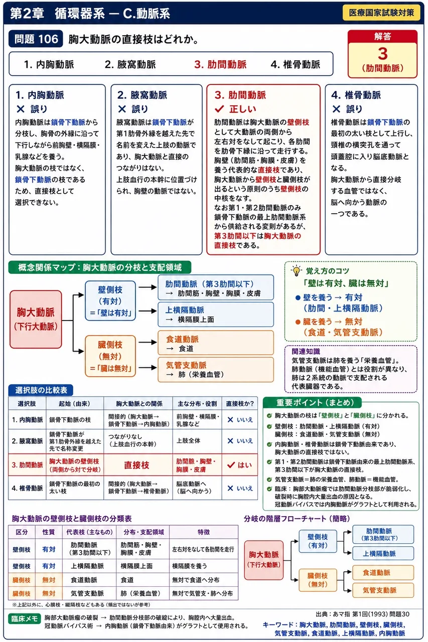 あマ指 第1回(1993) 問題30｜胸大動脈の直接枝はどれか。 解説図