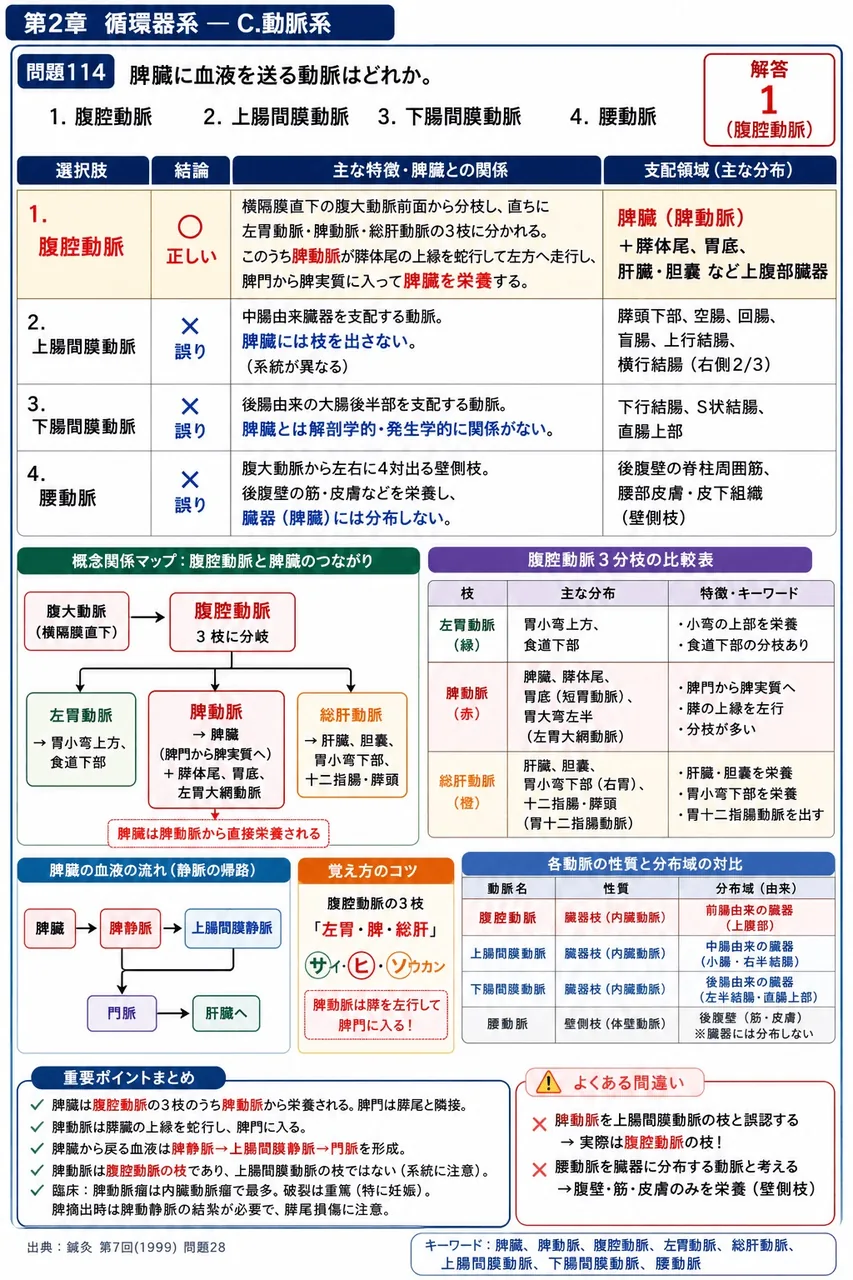 鍼灸 第7回(1999) 問題28｜脾臓に血液を送る動脈はどれか。 解説図