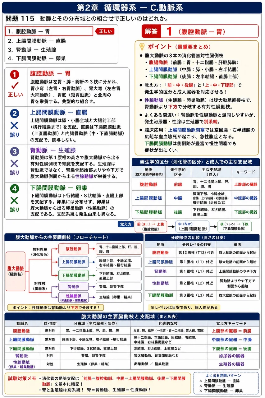 鍼灸 第8回(2000) 問題26｜動脈とその分布域との組合せで正しいのはどれか。 解説図