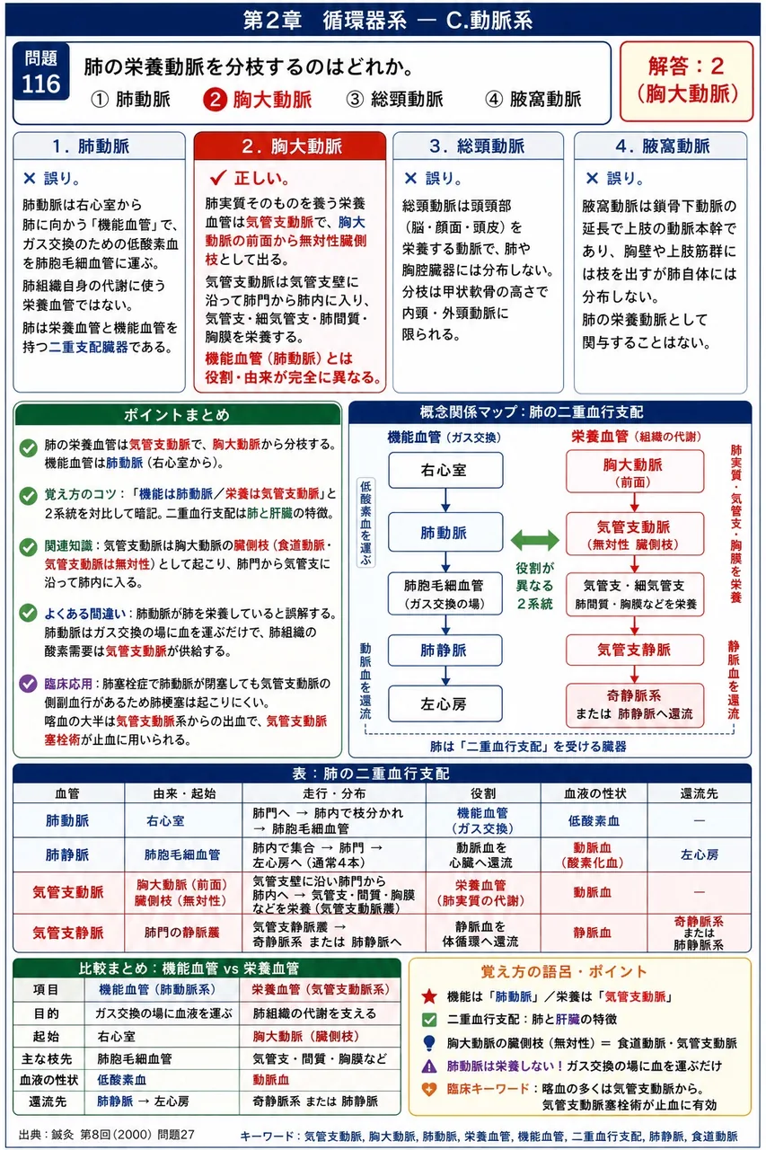 鍼灸 第8回(2000) 問題27｜肺の栄養動脈を分枝するのはどれか。 解説図