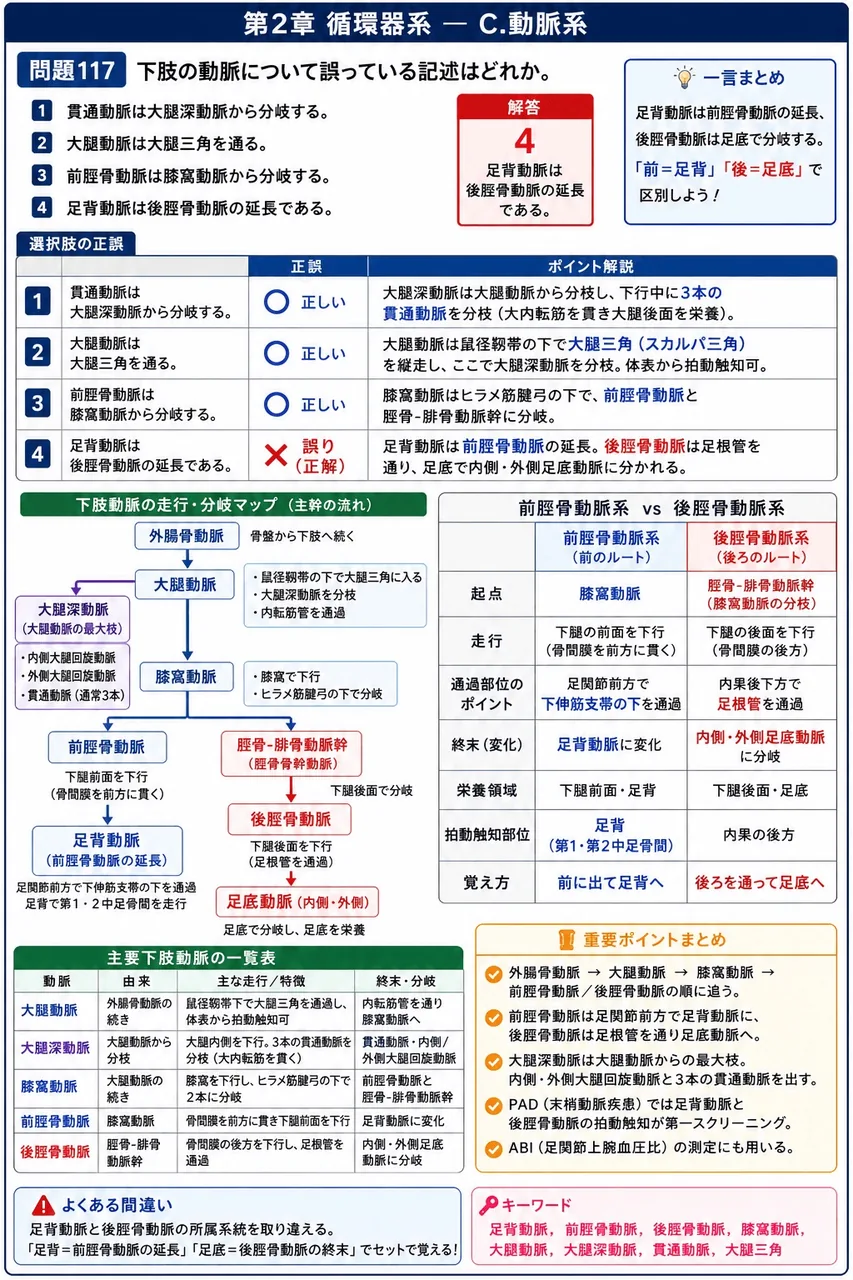 鍼灸 第9回(2001) 問題21｜下肢の動脈について誤っている記述はどれか。 解説図