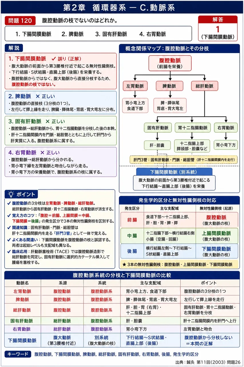 鍼灸 第11回(2003) 問題26|腹腔動脈の枝でないのはどれか。 解説図