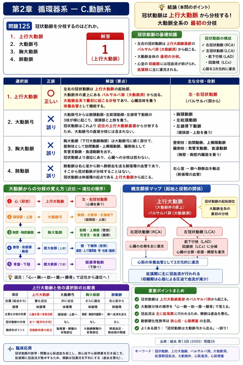 鍼灸 第13回(2005) 問題26|冠状動脈を分枝するのはどれか。 解説図