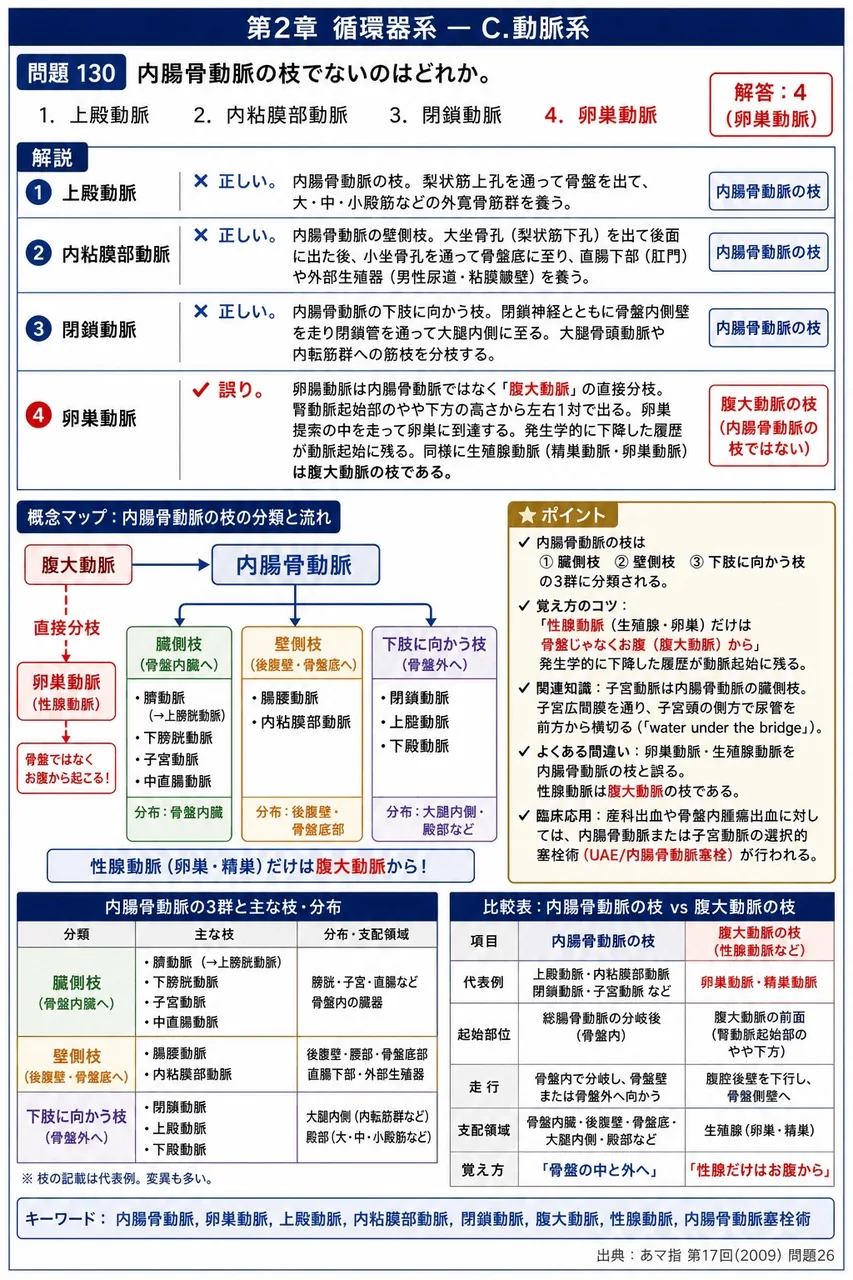 あマ指 第17回(2009) 問題26｜内腸骨動脈の枝でないのはどれか。 解説図