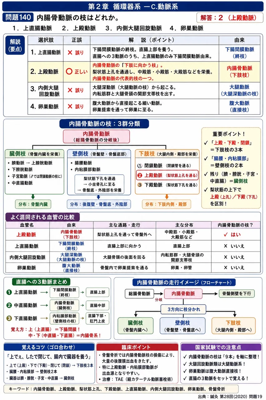 鍼灸 第28回(2020) 問題19｜内腸骨動脈の枝はどれか。 解説図