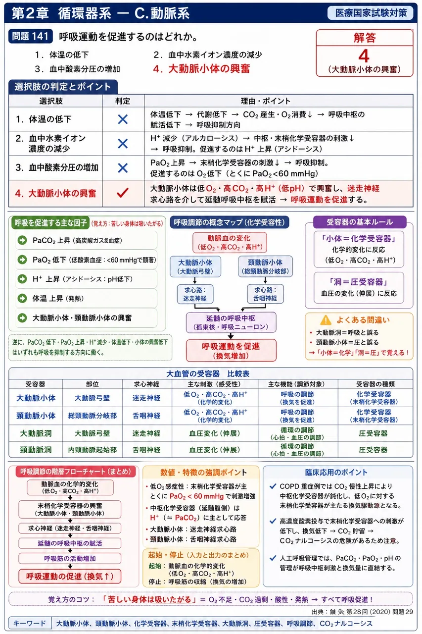 鍼灸 第28回(2020) 問題29｜呼吸運動を促進するのはどれか。 解説図