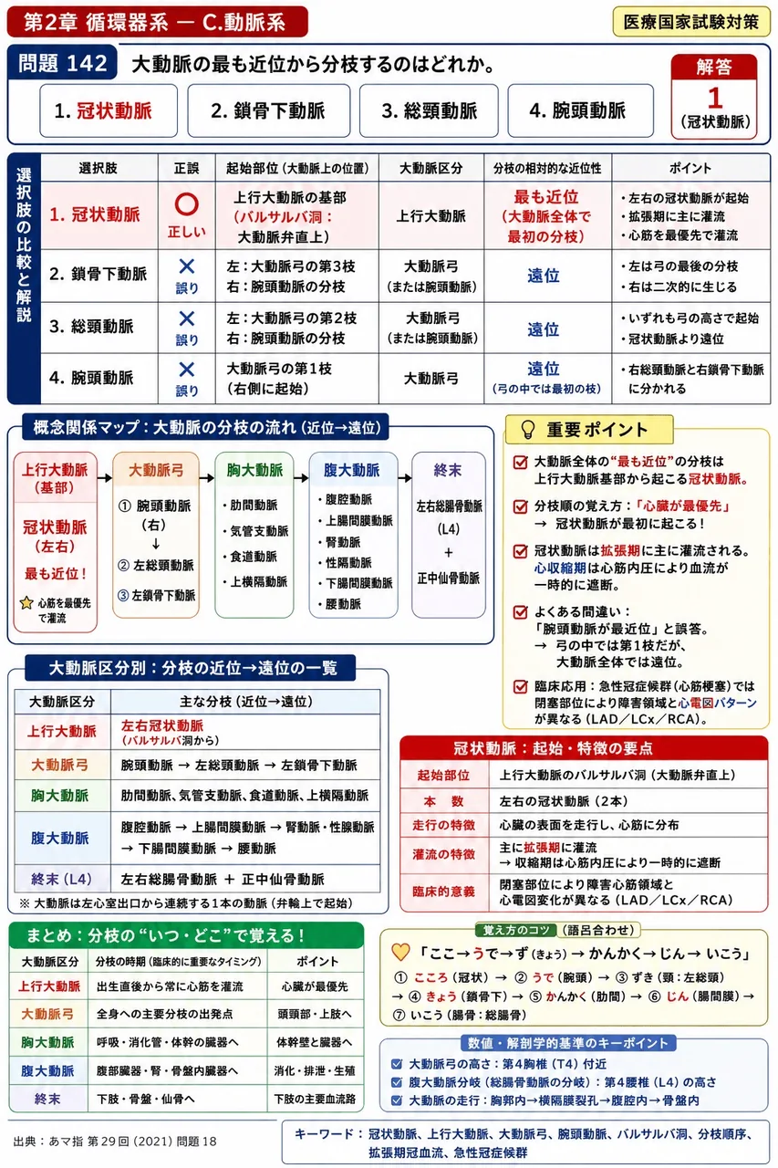 あマ指 第29回(2021) 問題18|大動脈の最も近位から分枝するのはどれか。 解説図