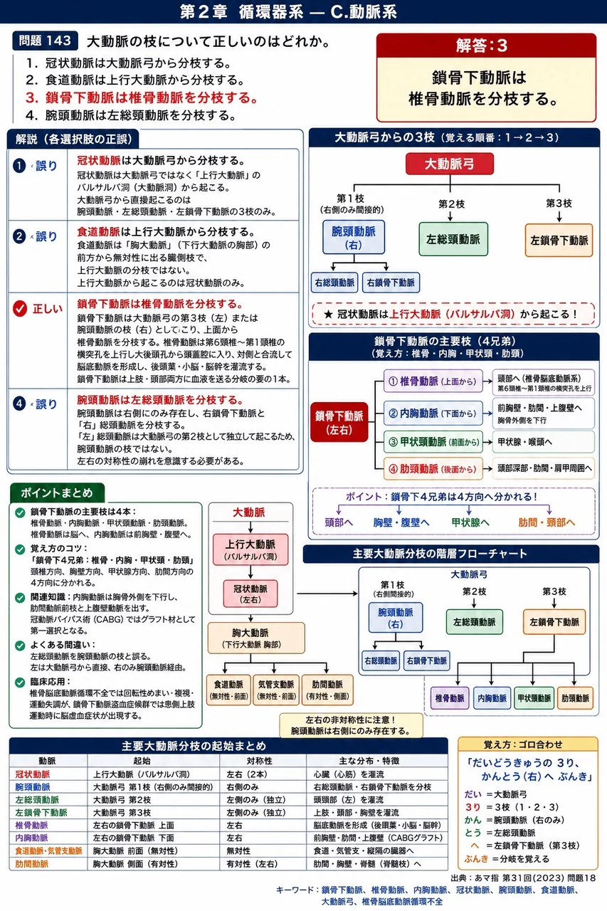 あマ指 第31回(2023) 問題18|大動脈の枝について正しいのはどれか。 解説図