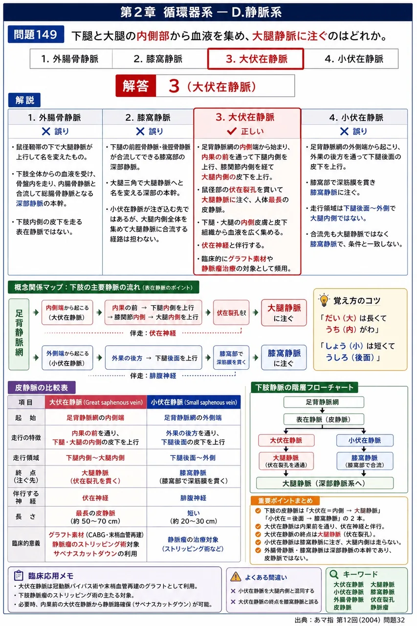 あマ指 第12回(2004) 問題32｜下腿と大腿の内側部から血液を集め、大腿静脈に注ぐのはどれか。 解説図