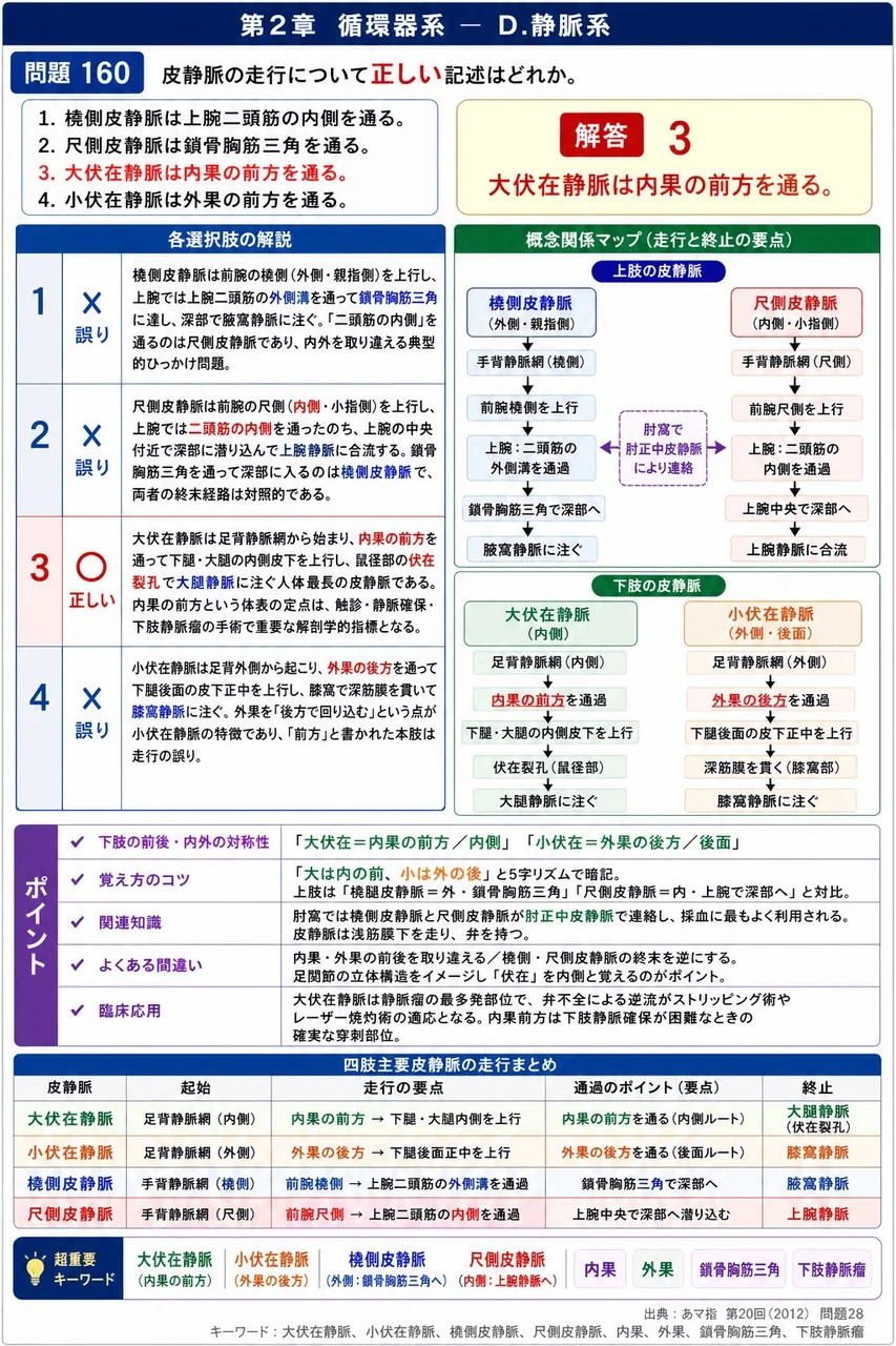 あマ指 第20回(2012) 問題28|皮静脈の走行について正しい記述はどれか。 解説図