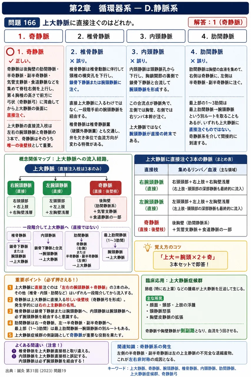 鍼灸 第31回(2023) 問題19｜上大静脈に直接注ぐのはどれか。 解説図