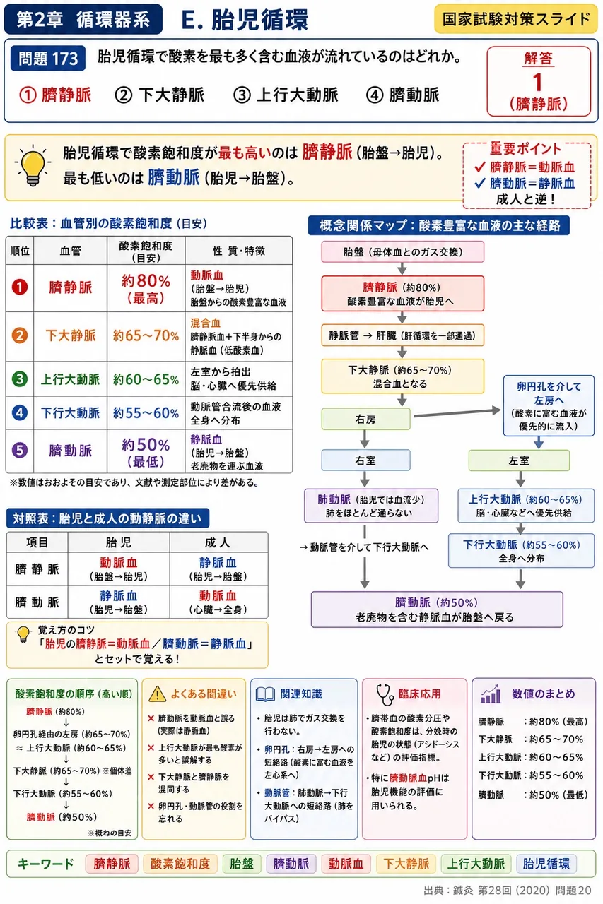 鍼灸 第28回(2020) 問題20｜胎児循環で酸素を最も多く含む血液が流れているのはどれか。 解説図