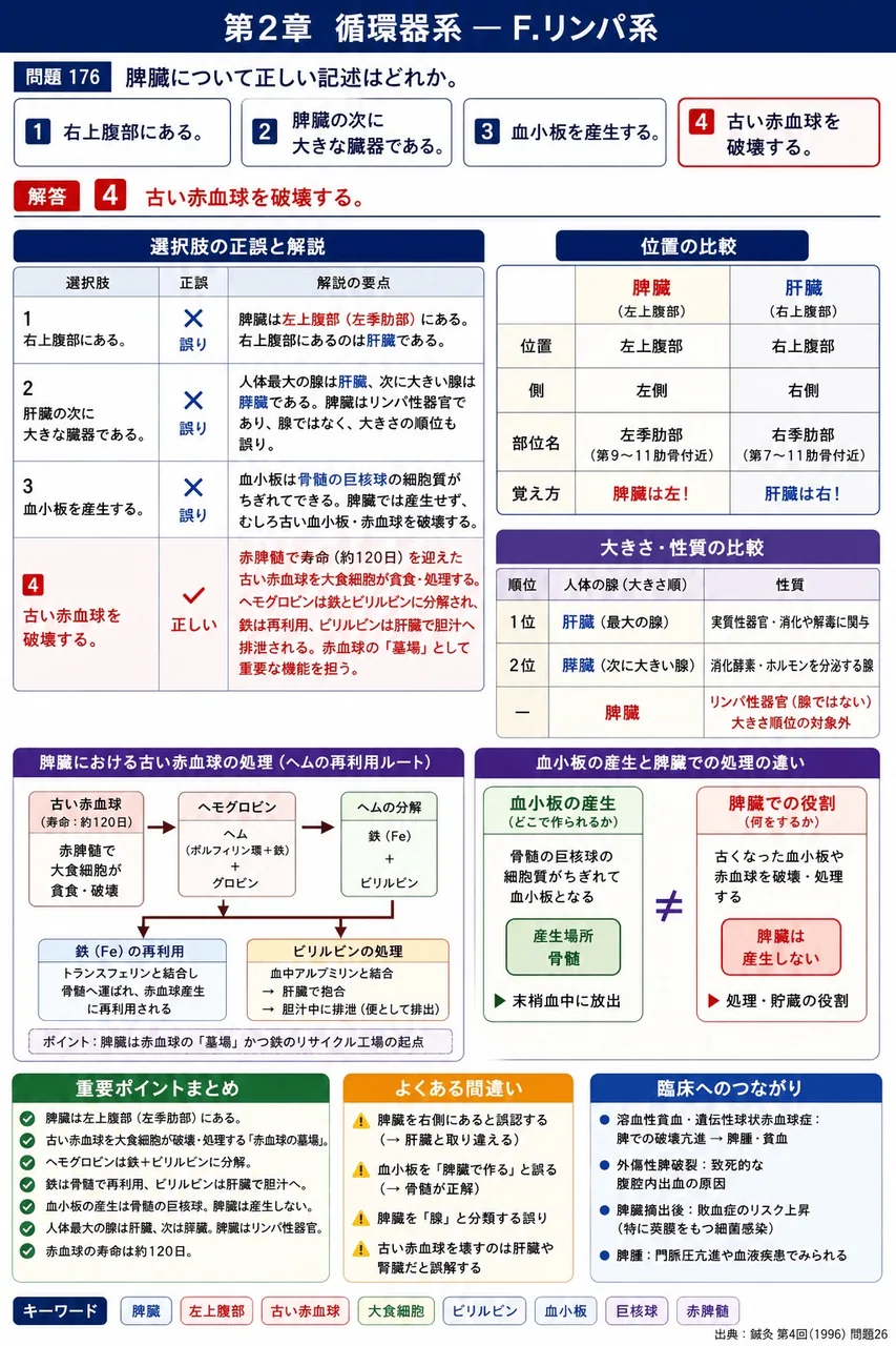 鍼灸 第4回(1996) 問題26｜脾臓について正しい記述はどれか。 解説図
