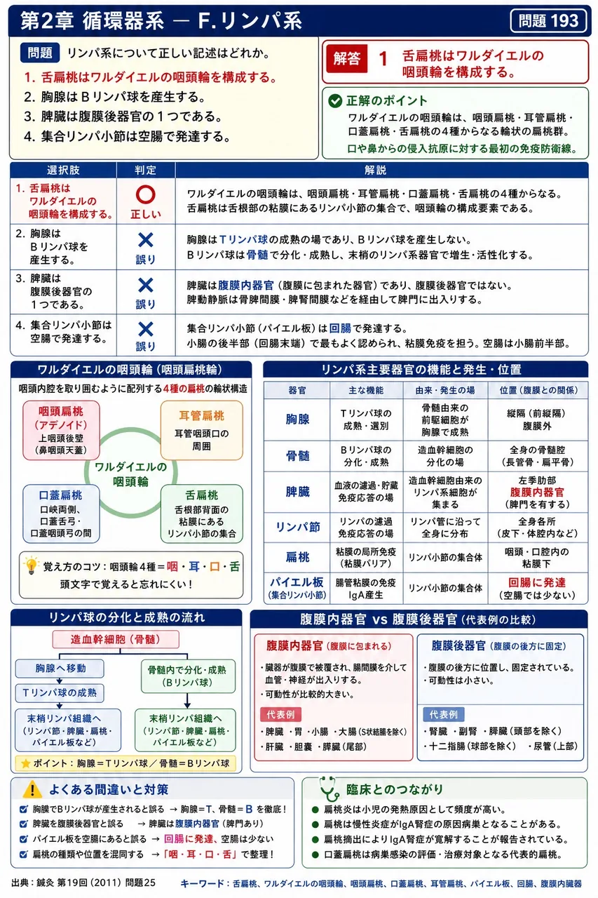 鍼灸 第19回(2011) 問題25｜リンパ系について正しい記述はどれか。 解説図