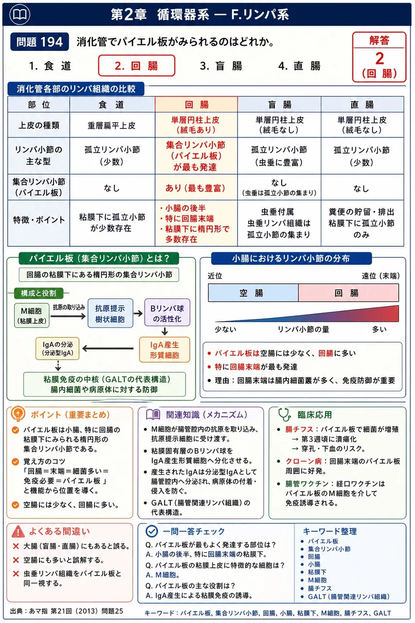 あマ指 第21回(2013) 問題25｜消化管でパイエル板がみられるのはどれか。 解説図