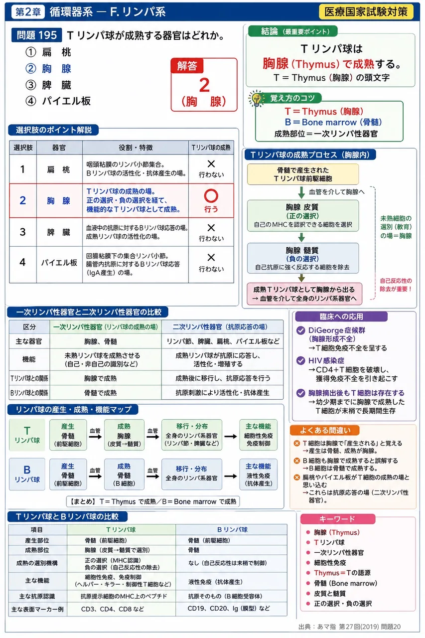 あマ指 第27回(2019) 問題20｜T リンパ球が成熟する器官はどれか。 解説図