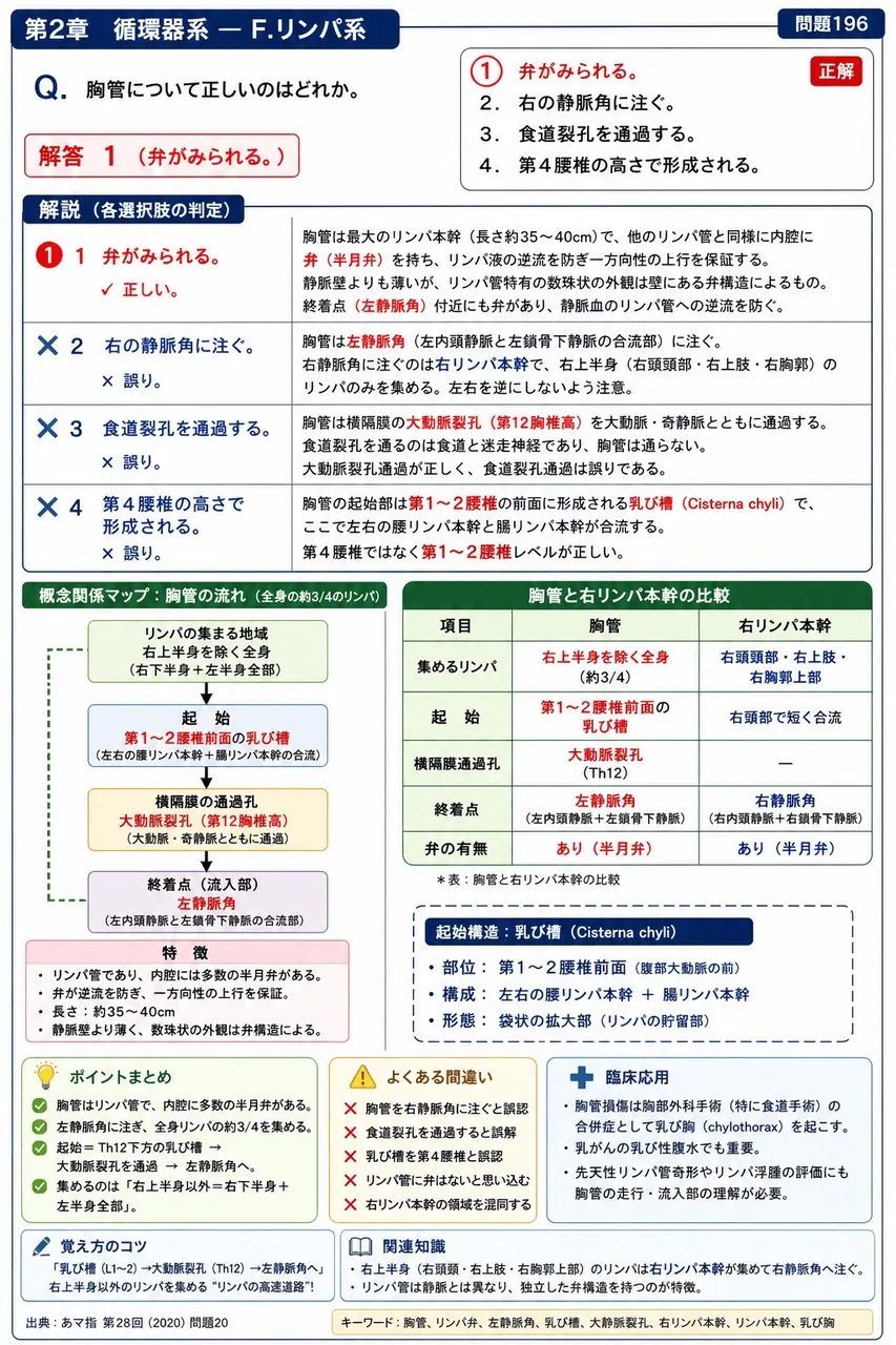 あマ指 第28回(2020) 問題20|胸管について正しいのはどれか。 解説図