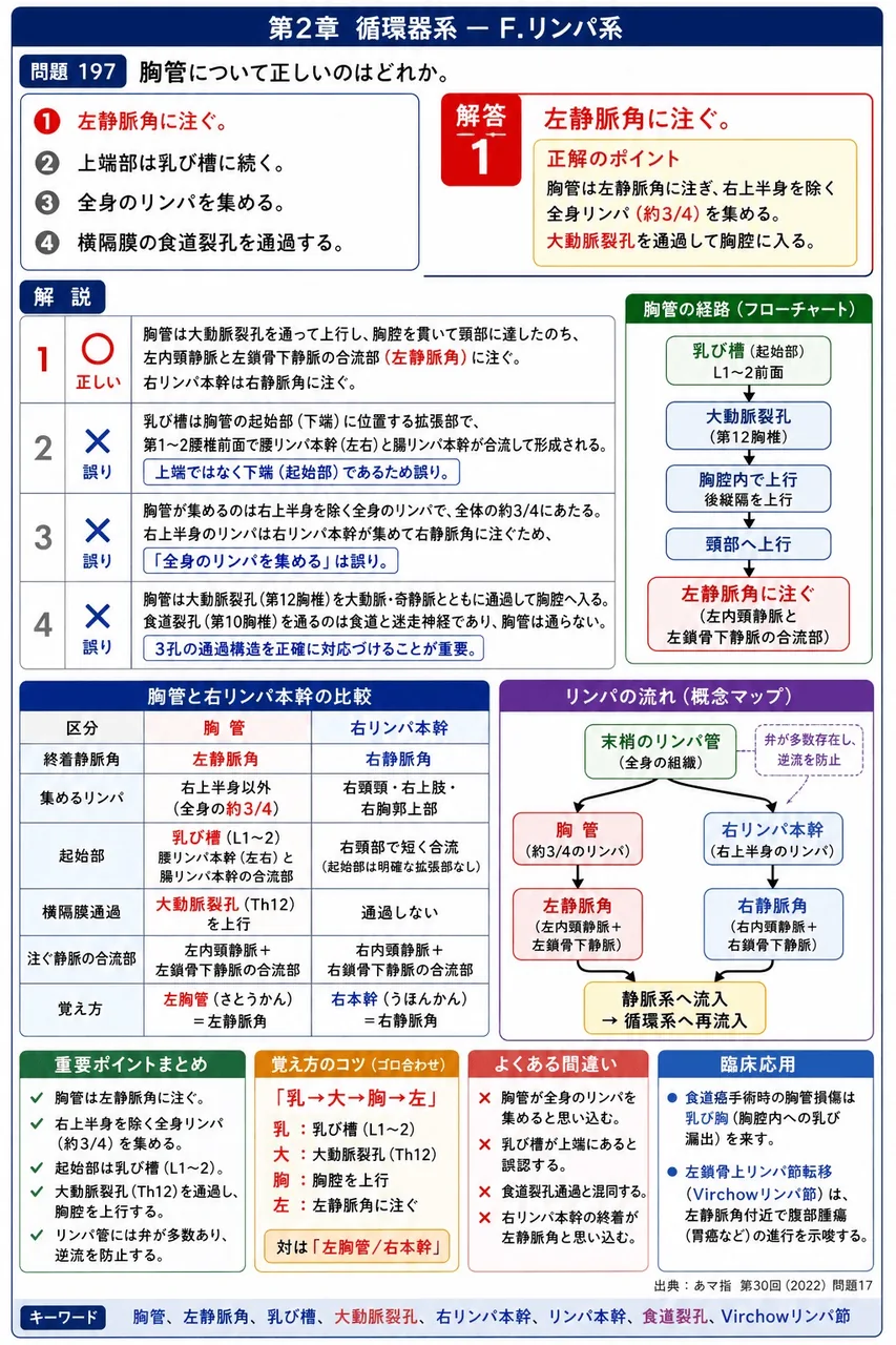 あマ指 第30回(2022) 問題17｜胸管について正しいのはどれか。 解説図
