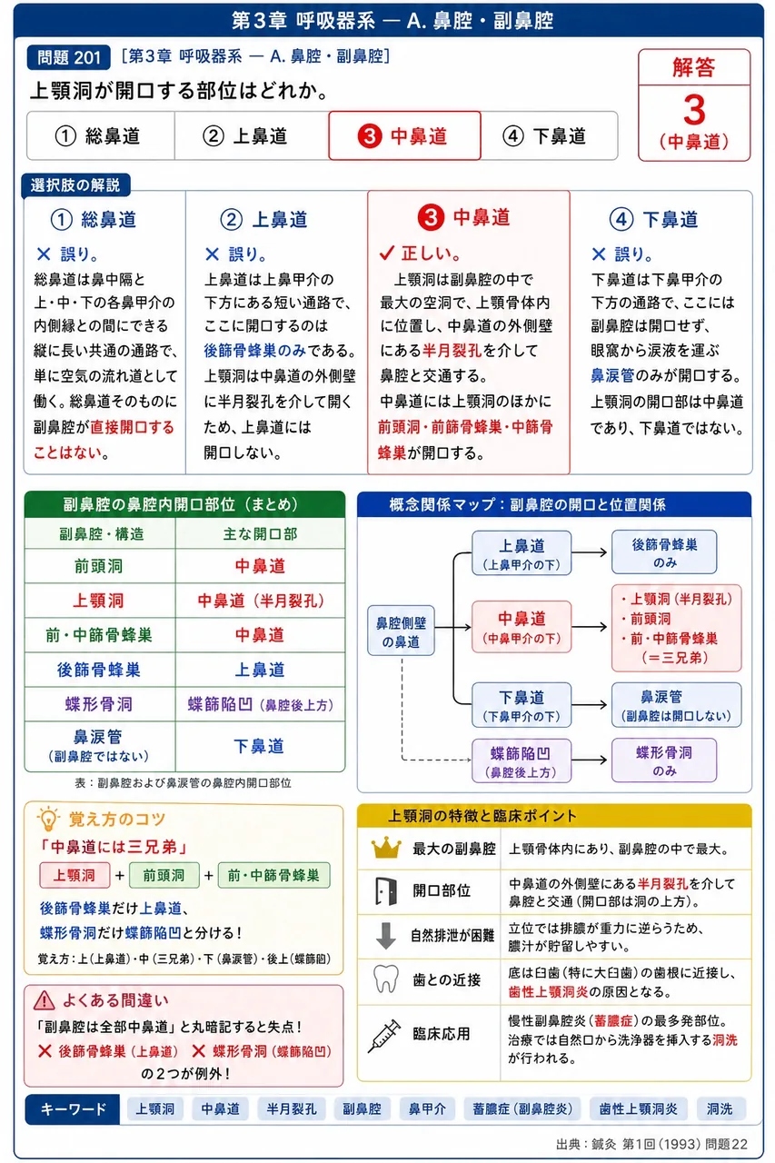 鍼灸 第1回(1993) 問題22｜上顎洞が開口する部位はどれか。 解説図