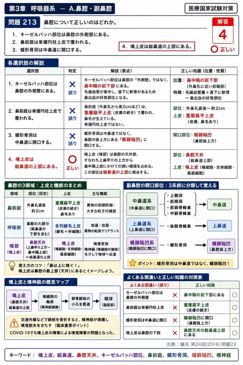 鍼灸 第24回(2016) 問題23｜鼻腔について正しいのはどれか。 解説図