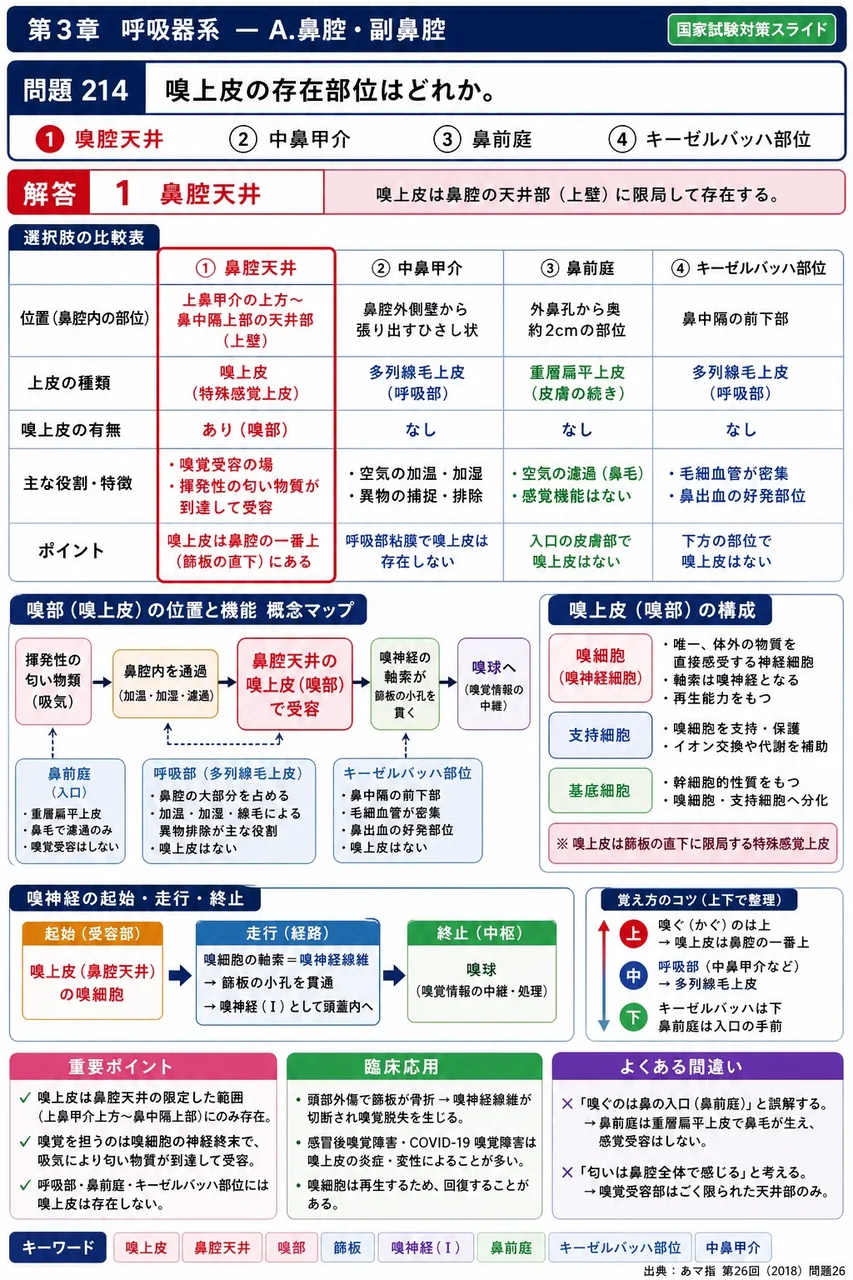 あマ指 第26回(2018) 問題26｜嗅上皮の存在部位はどれか。 解説図