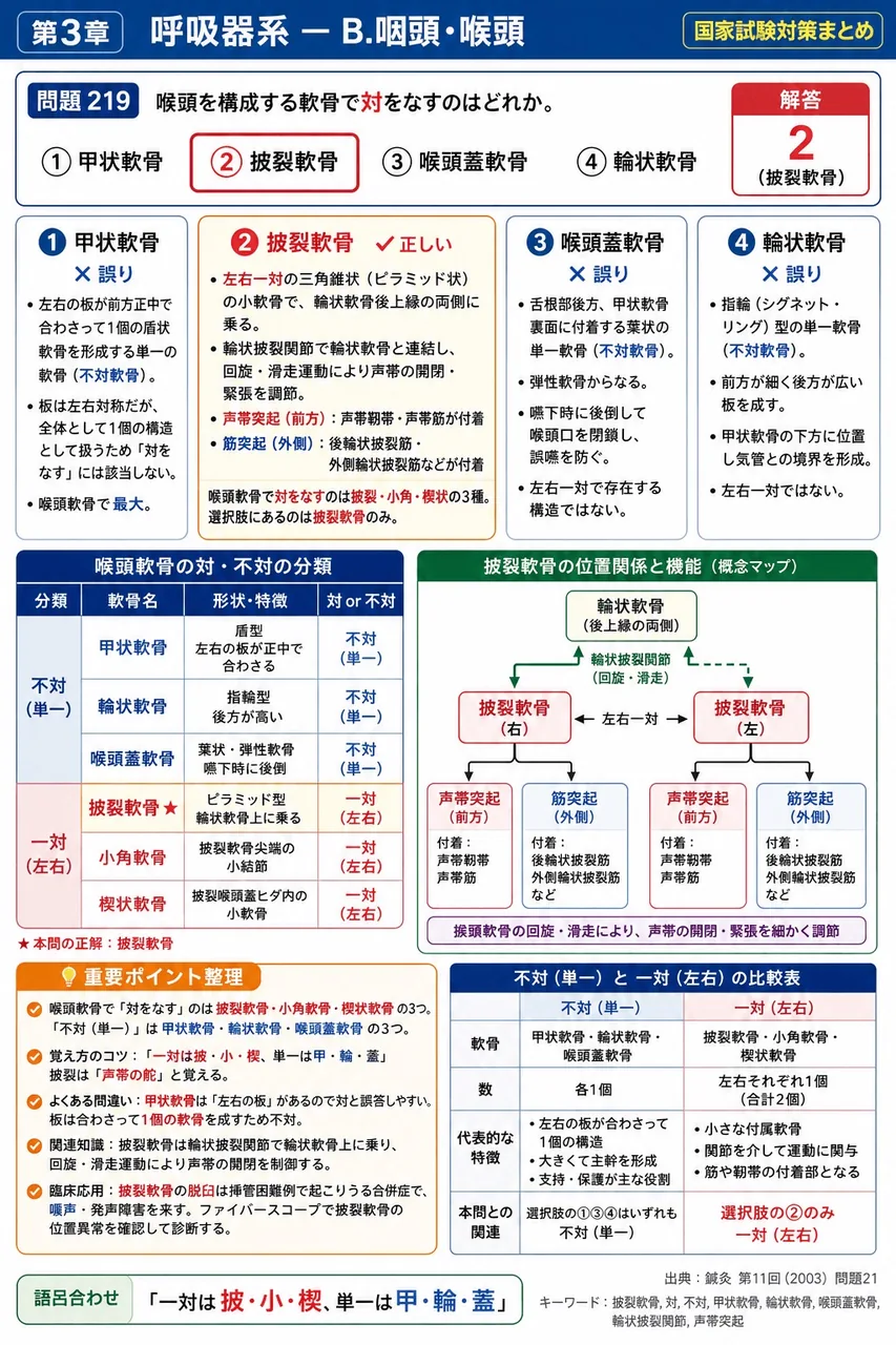 鍼灸 第11回(2003) 問題21｜喉頭を構成する軟骨で対をなすのはどれか。 解説図