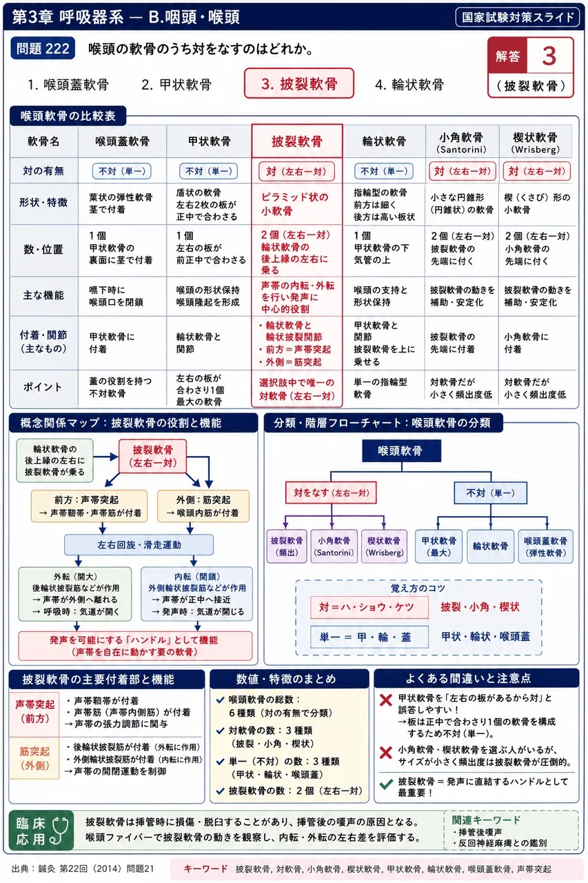 鍼灸 第22回(2014) 問題21｜喉頭の軟骨のうち対をなすのはどれか。 解説図