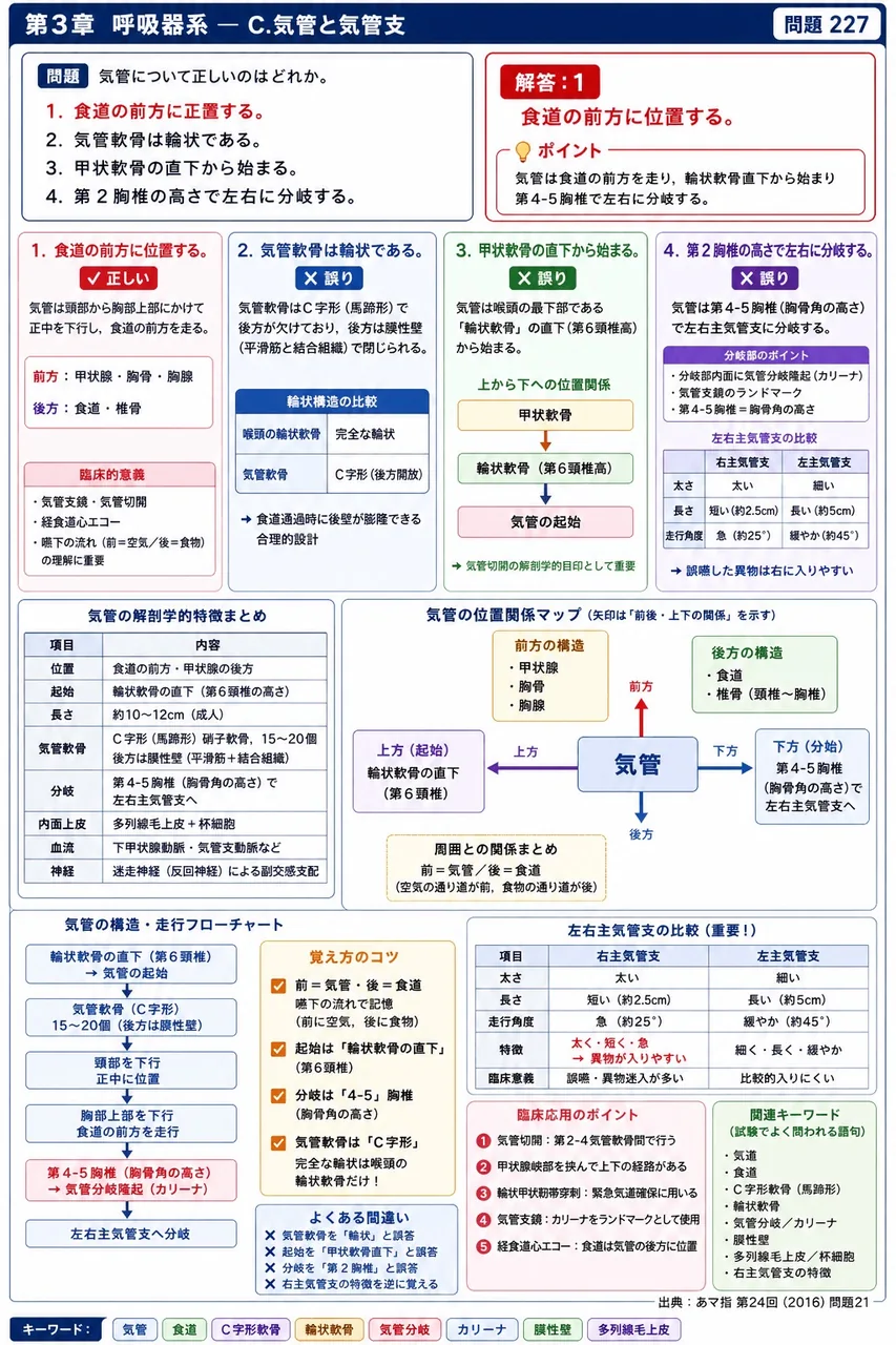 あマ指 第24回(2016) 問題21｜気管について正しいのはどれか。 解説図