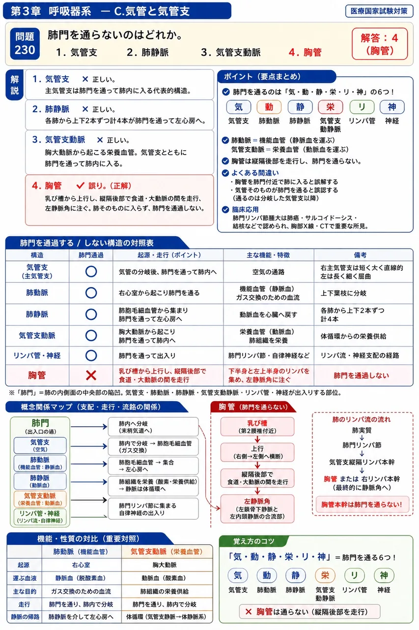 あマ指 第5回(1997) 問題25｜肺門を通らないのはどれか。 解説図