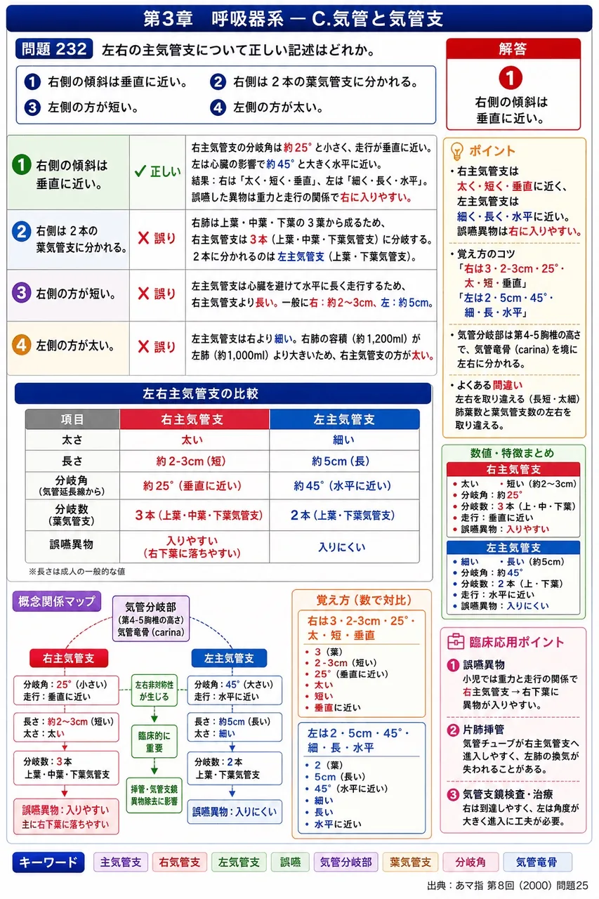 あマ指 第8回(2000) 問題25｜左右の主気管支について正しい記述はどれか。 解説図