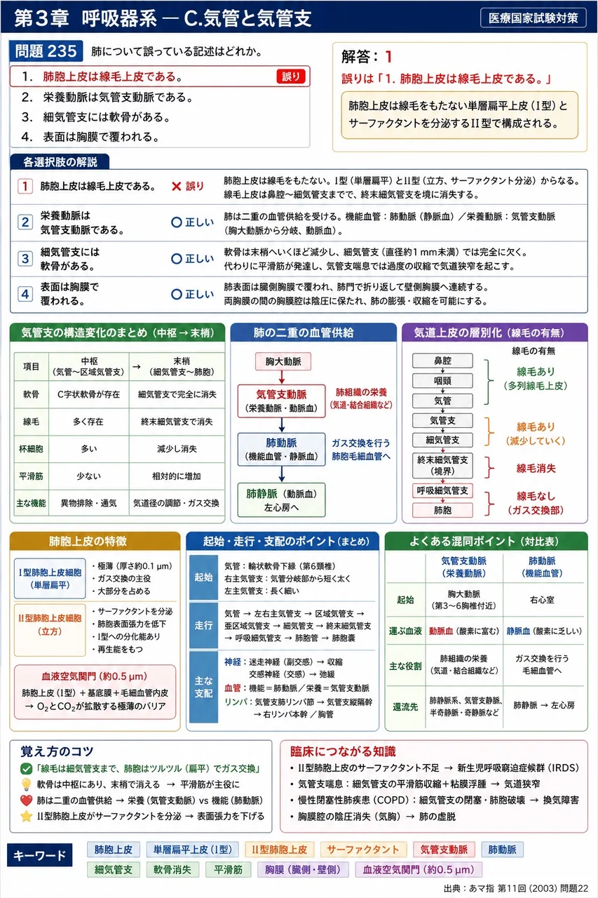 あマ指 第11回(2003) 問題22|肺について誤っている記述はどれか。 解説図