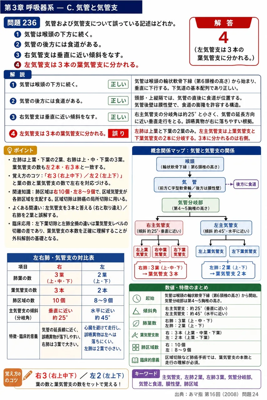 あマ指 第16回(2008) 問題24｜気管および気管支について誤っている記述はどれか。 解説図