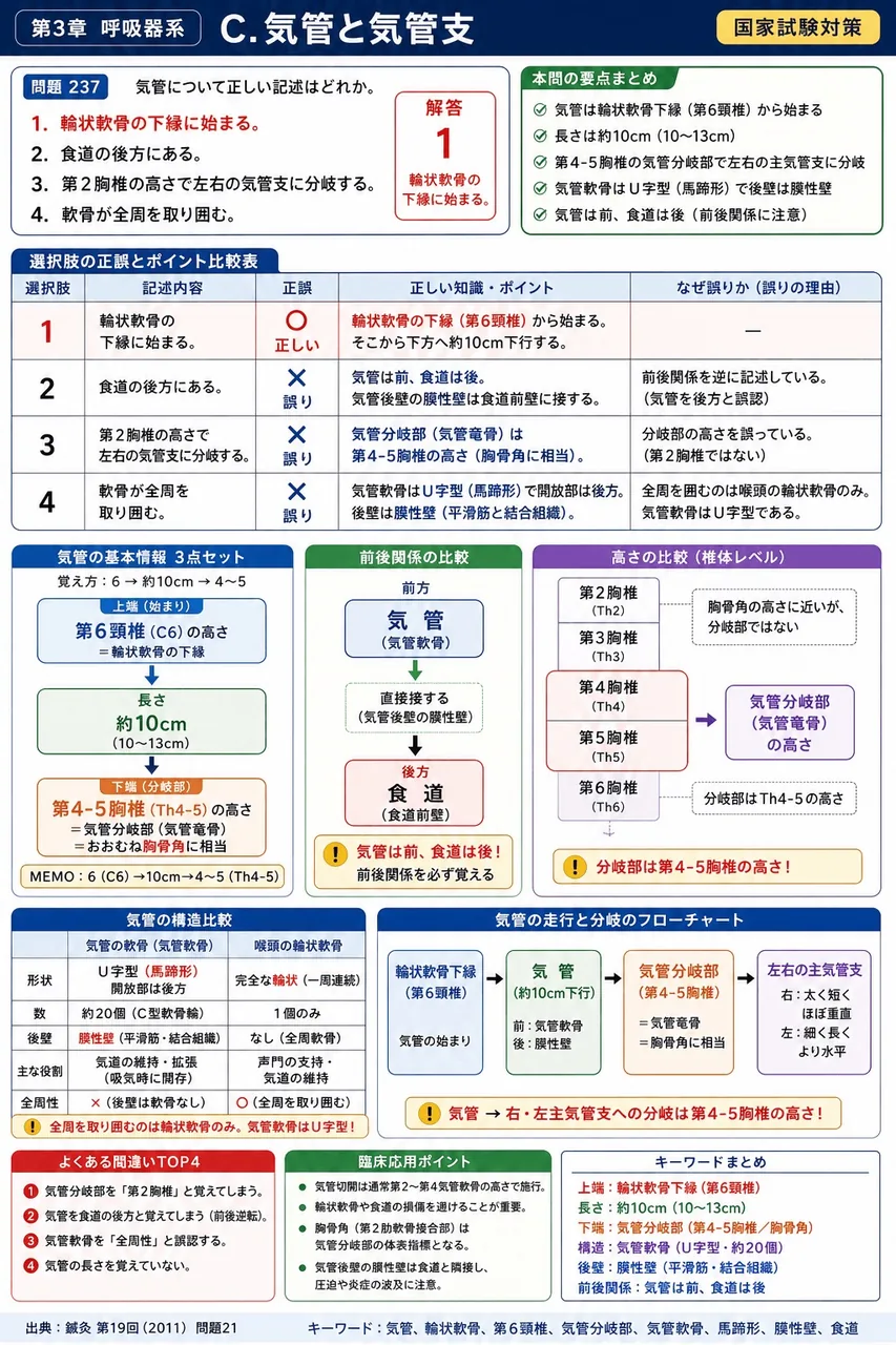 鍼灸 第19回(2011) 問題21｜気管について正しい記述はどれか。 解説図