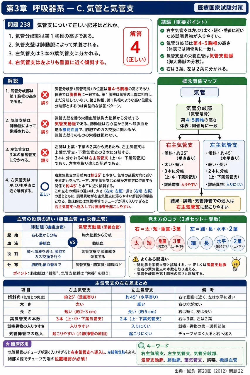 鍼灸 第20回(2012) 問題22｜気管支について正しい記述はどれか。 解説図