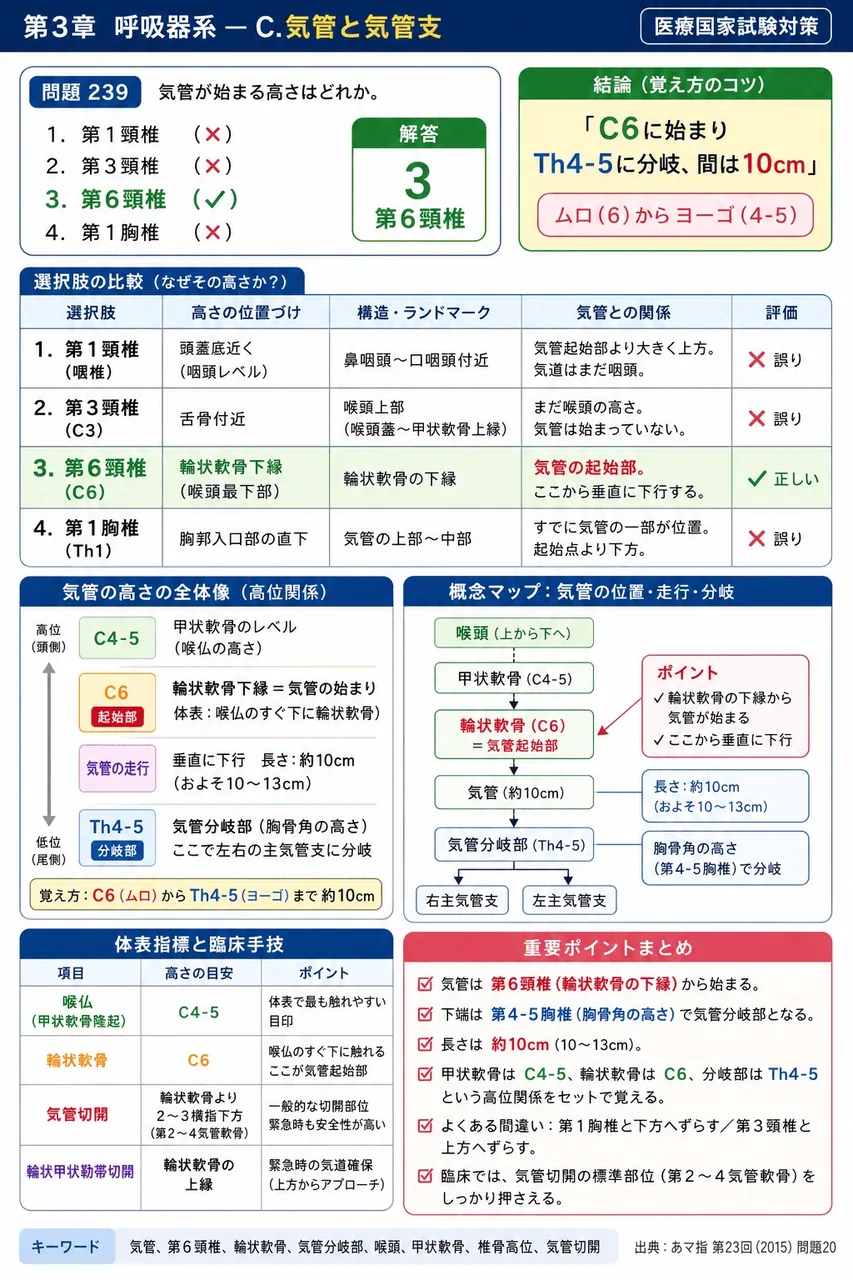 あマ指 第23回(2015) 問題20｜気管が始まる高さはどれか。 解説図