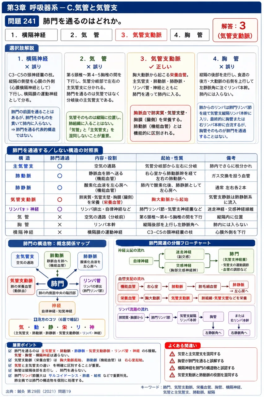 鍼灸 第29回(2021) 問題19|肺門を通るのはどれか。 解説図