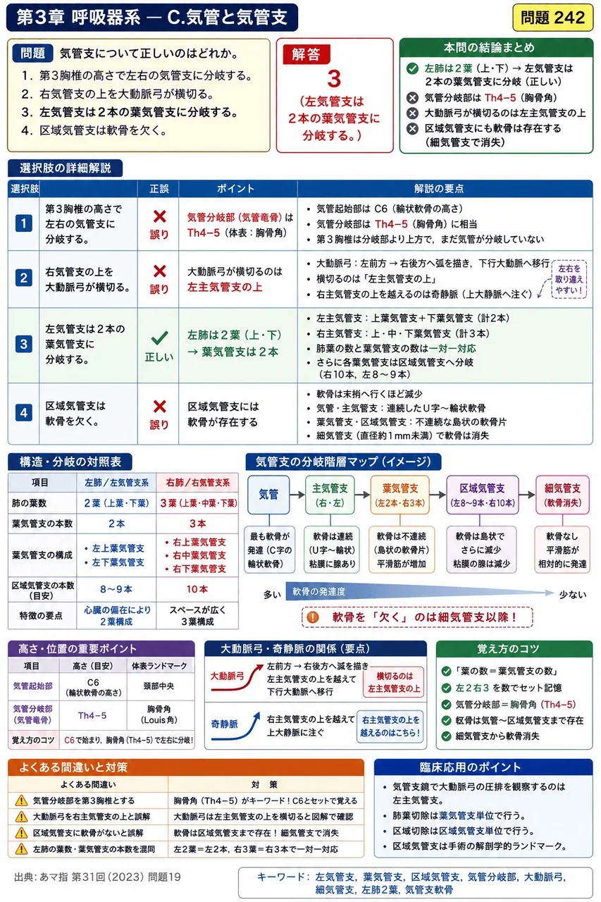 あマ指 第31回(2023) 問題19｜気管支について正しいのはどれか。 解説図