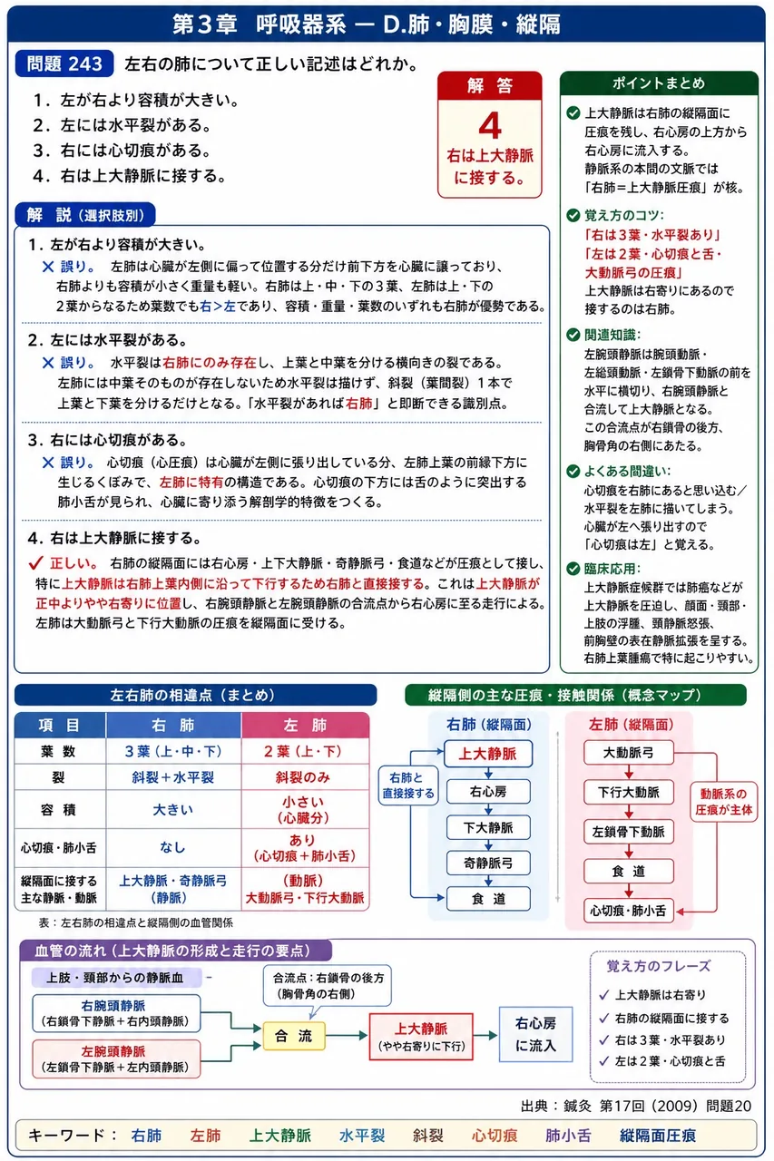 鍼灸 第17回(2009) 問題20｜左右の肺について正しい記述はどれか。 解説図