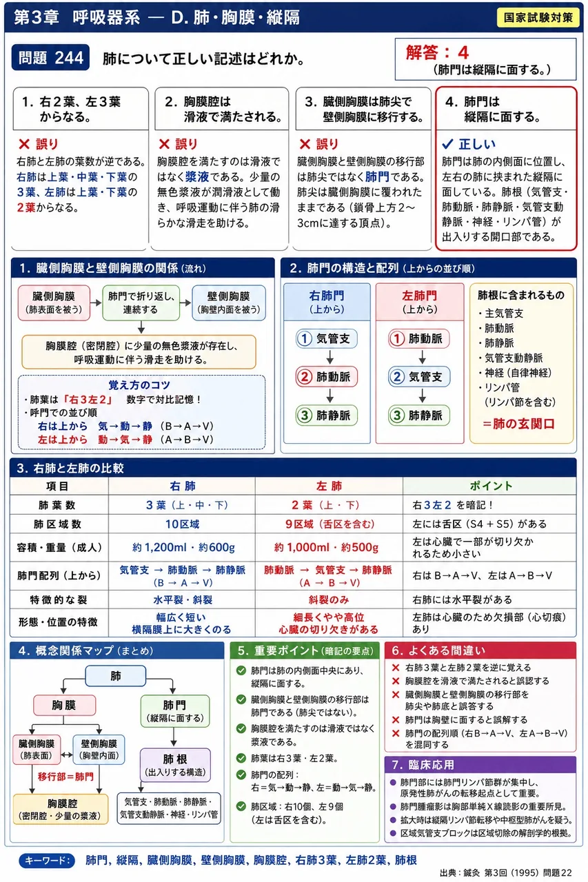 鍼灸 第3回(1995) 問題22|肺について正しい記述はどれか。 解説図