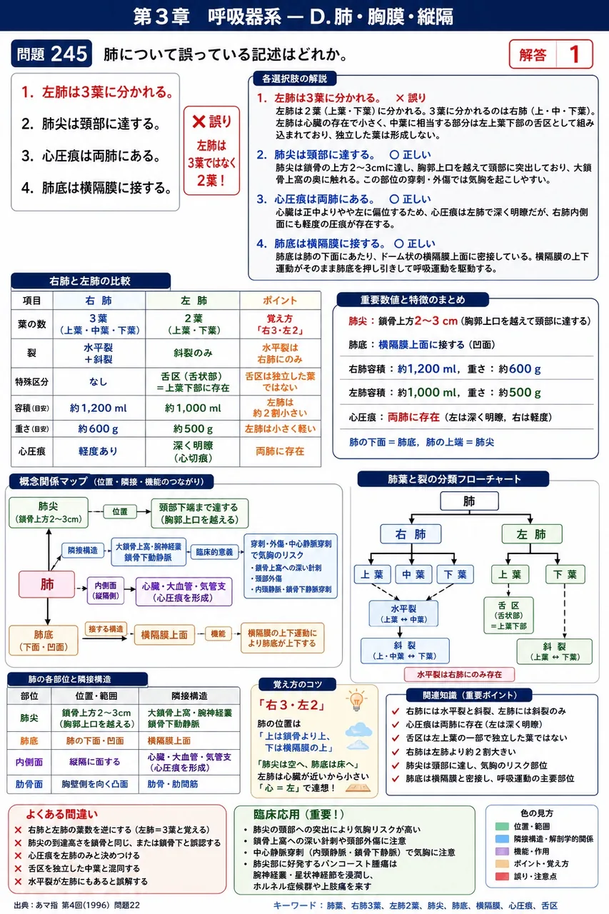 あマ指 第4回(1996) 問題22｜肺について誤っている記述はどれか。 解説図