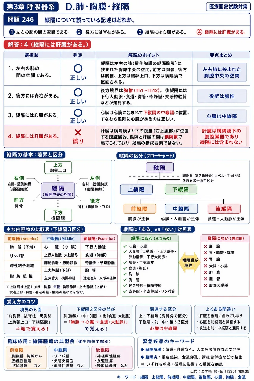 あマ指 第4回(1996) 問題36｜縦隔について誤っている記述はどれか。 解説図