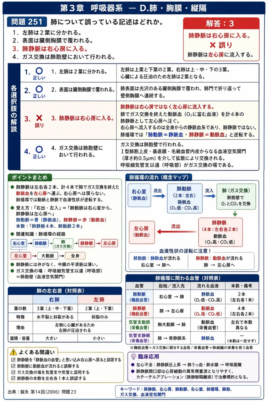 鍼灸 第14回(2006) 問題23｜肺について誤っている記述はどれか。 解説図